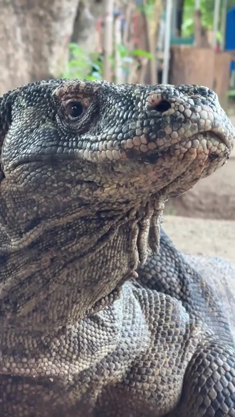 Large komodo dragon in the wild 스톡 동영상 331858877