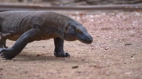 Large Komodo Dragon Wild Lizard in Labuan Bajo Flores Indonesia Wildlife Safari Stock Footage 341269504