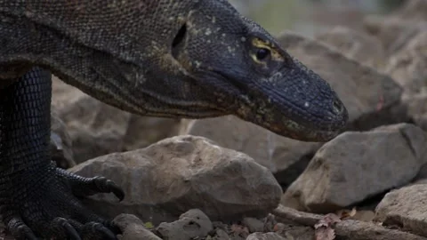 Large Komodo Dragon Wild Lizard in Labuan Bajo Flores Indonesia Wildlife Safari Stock Footage 341269670