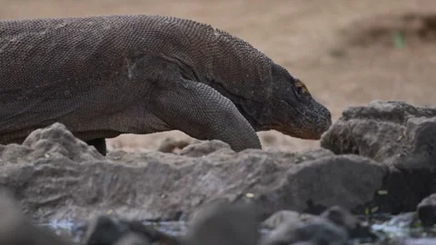 Large Komodo Dragon Wild Lizard in Labuan Bajo Flores Indonesia Wildlife Safari Stock Footage 341270080