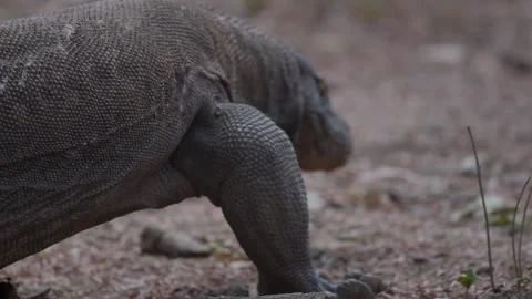Large Komodo Dragon Wild Lizard in Labuan Bajo Flores Indonesia Wildlife Safari Stock Footage 341270103
