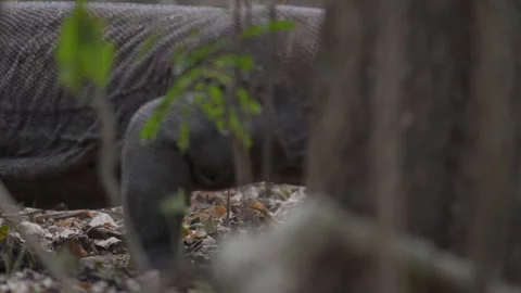 Large Komodo Dragon Wild Lizard in Labuan Bajo Flores Indonesia Wildlife Safari Stock Footage 341270109