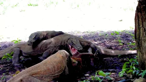 Large Komodo Dragons feast on deer Stock-Footage 126008148