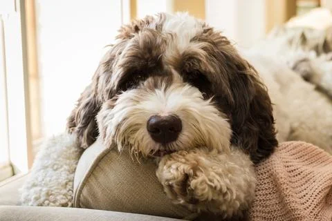 A large labradoodle laying. Foto stock