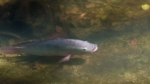 Large Labyrinth Fish Moving Through Shallow Water Stock-Footage 342578107