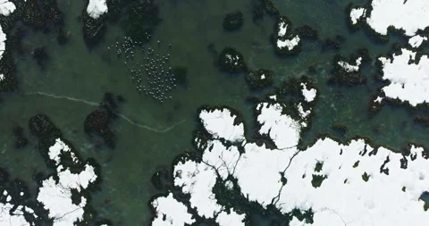 Large Lake Mud Snow Area Small Bird Flock Crossing High Altitude Drone Top Down Stock Footage 289408089