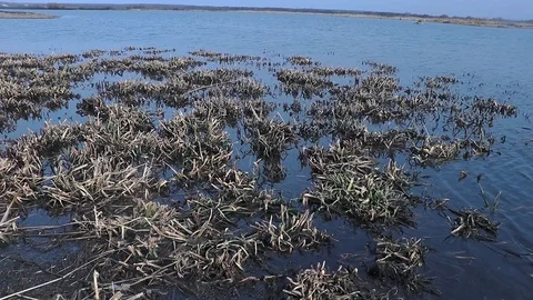 Large lake with small vegetation, bright day Vidéo 127360740
