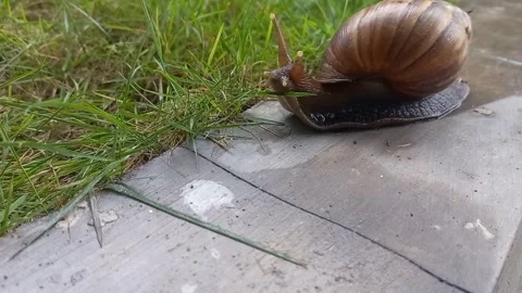 A large land snail with a brown shell crawling toward green grass Stock Footage 325722017