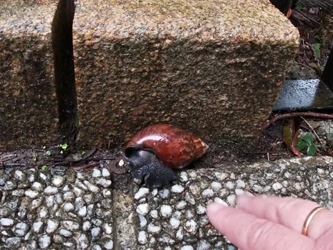 Large Land Snail Crawling on Stone Path in Taiwan Stock Footage 345249368