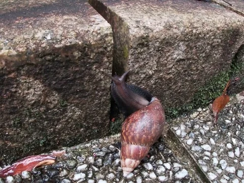 Large Land Snail Crawling on Stone Path in Taiwan Stock Footage 345250106