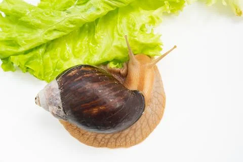 A large land snail eats lettuce leaf on a white background. Stock Photos