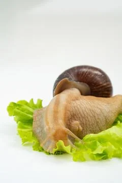 A large land snail eats lettuce leaf on a white background. Stock Photos