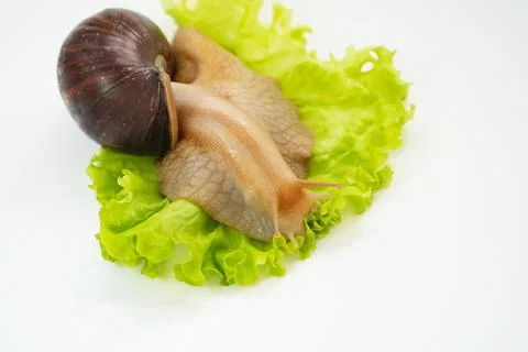 A large land snail eats lettuce leaf on a white background. Foto stock