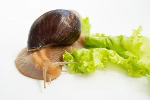 A large land snail eats lettuce leaf on a white background. Stock Photos
