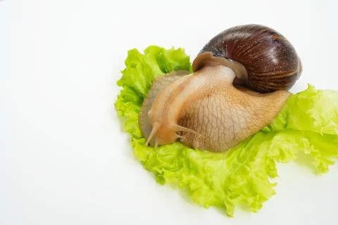 A large land snail eats lettuce leaf on a white background. Stockfoto's