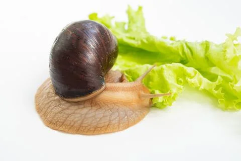 A large land snail eats lettuce leaf on a white background. Stock Photos