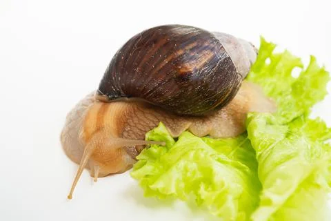 A large land snail eats lettuce leaf on a white background. Stockfoto's
