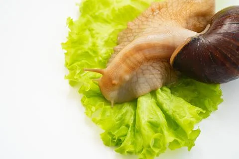 A large land snail eats lettuce leaf on a white background. Foto stock
