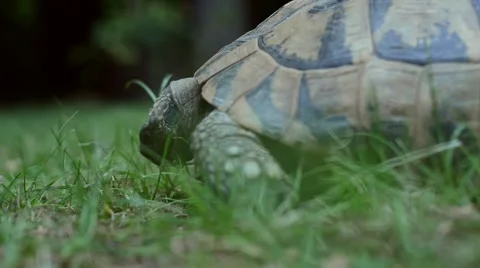 Large land tortoise close up Vídeo Stock 51219095