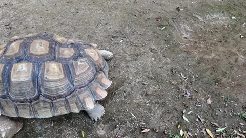 Large Land Tortoise Walking on Ground in Japan Zoo Stock Footage 326015013