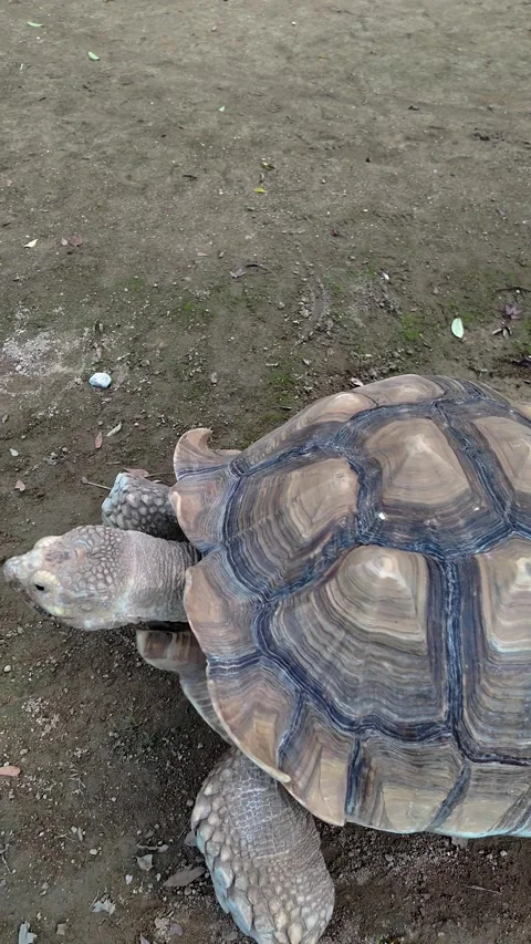 Large Land Tortoise Walking on Ground in Japan Zoo Stock Footage 326015087