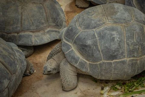 Large land turtle, close-up Stock-Fotos