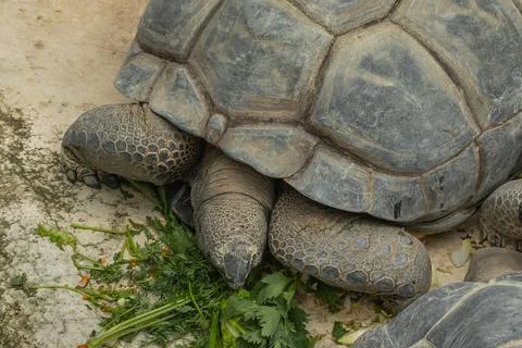 Large land turtle, close-up Foto stock