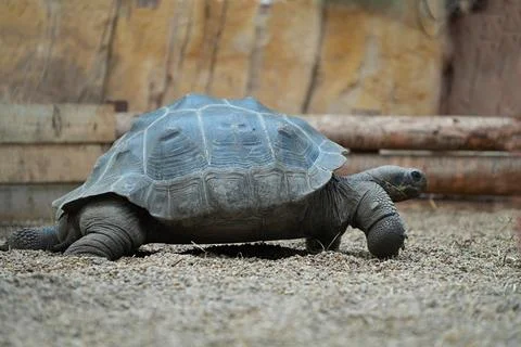 Large land turtle close-up. Stock Photos