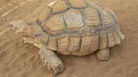 A large land turtle crawls on the sand, slowly. Top view Stock Footage 159795962