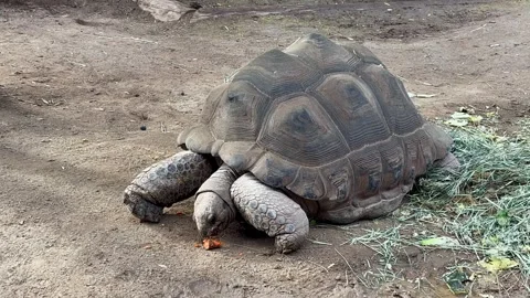 Large land turtle eats carrots Stock Footage 278829411