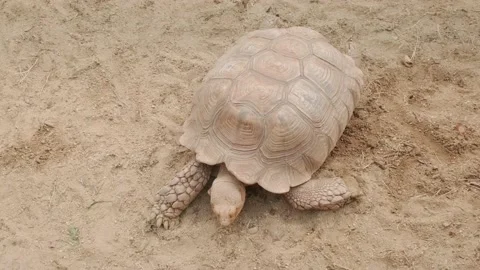 A large land turtle Stock Footage 160342097