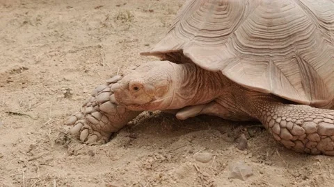A large land turtle 库存影片 160342243