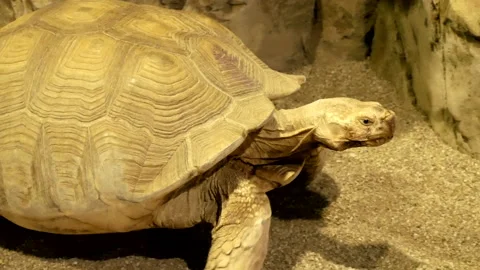 Large land turtle Stock Footage 197508254