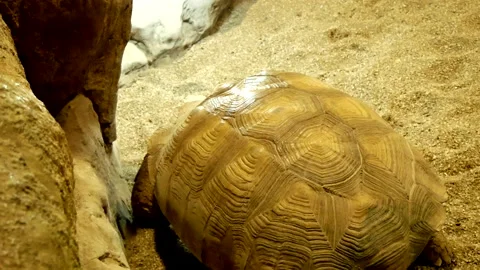 Large land turtle Stock Footage 201325864