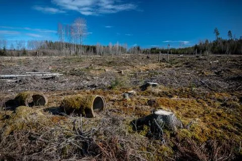 Large landscape with several circular objects on it surrounded by trees Stock Photos