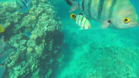 Large large colored fish swim above the coral reef in search of food Stock Footage 233722420