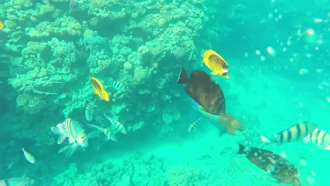 Large large colored fish swim above the coral reef in search of food Stock Footage 239779016