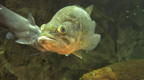 Large Largemouth Bass Freshwater Fish Filmed in 4K Stock Footage