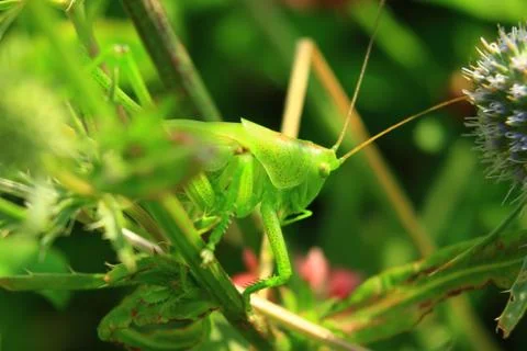 Large larvae of locusts in the grass Foto stock