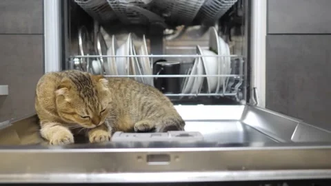 Large lazy red cat British breed lies in open dishwasher with kitchen utensils Stock-Footage 231049573