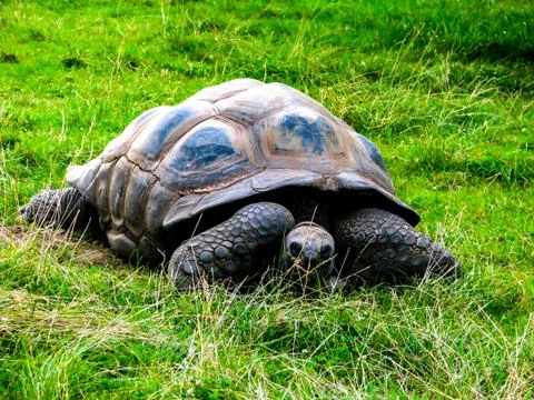 A large lazy turtle eats grass in a lying position Stock Photos