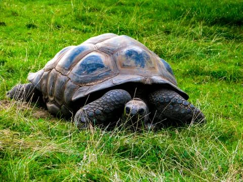 A large lazy turtle eats grass in a lying position Stock Photos