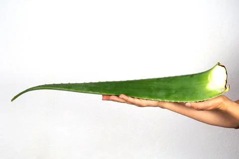 A large leaf of Aloe Vera in the hands of a woman 库存照片