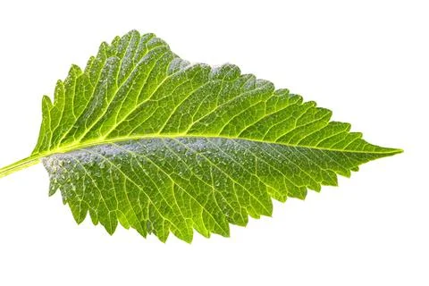 Large leaf close up with dew drops on it isolated with clipping path Foto stock