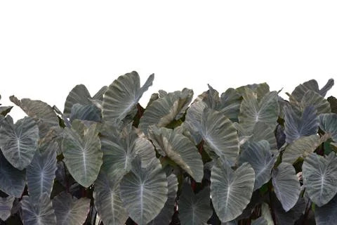 Large leaf cutout Foto stock
