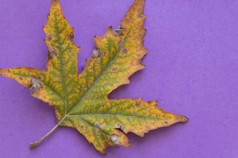 Large leaf in fall colors, on a purple background Foto stock
