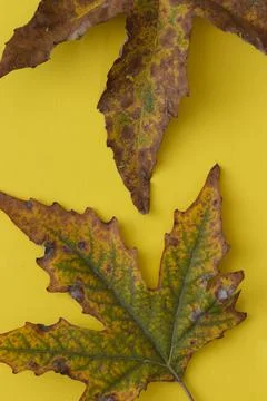 Large leaf in fall colors, on a yellow background Foto stock