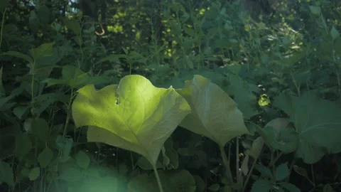 Large leaf in the forest blowing in the wind with a lens flare Video stock 132658796