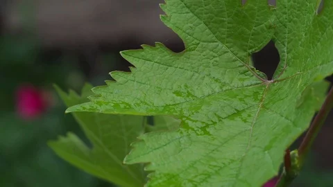 The large leaf of grapes waves on wind. Stock Footage 103608275