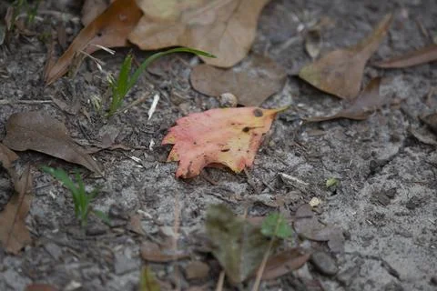 Large Leaf on the Ground Stock Photos